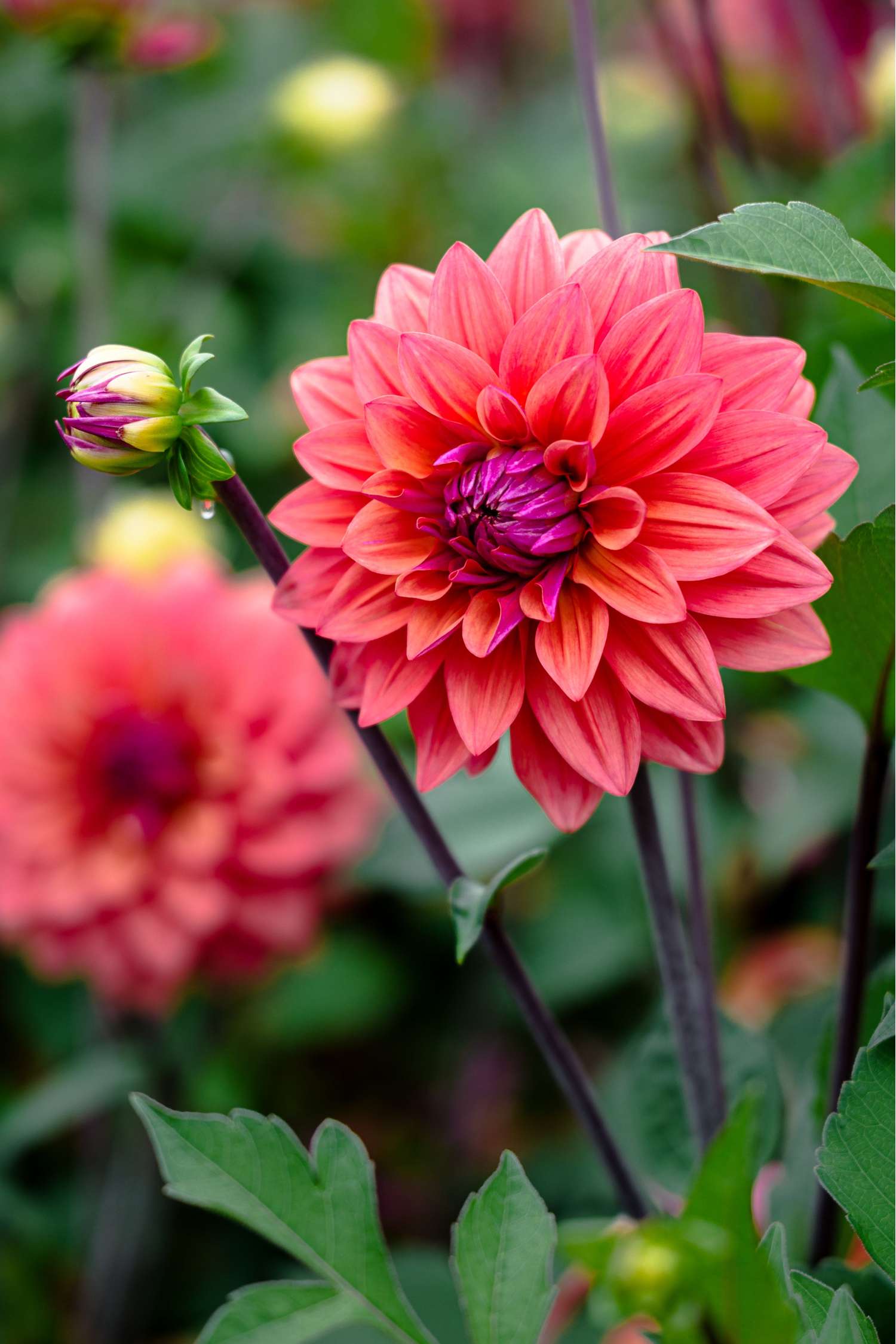 Dahlie ‘American Dawn’ - Dahlia